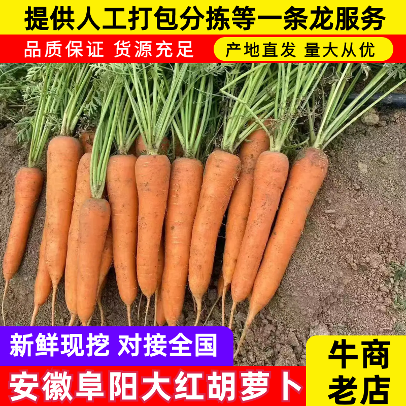 大红胡萝卜🥕产地直发，全国供应，品质保证，量大从优