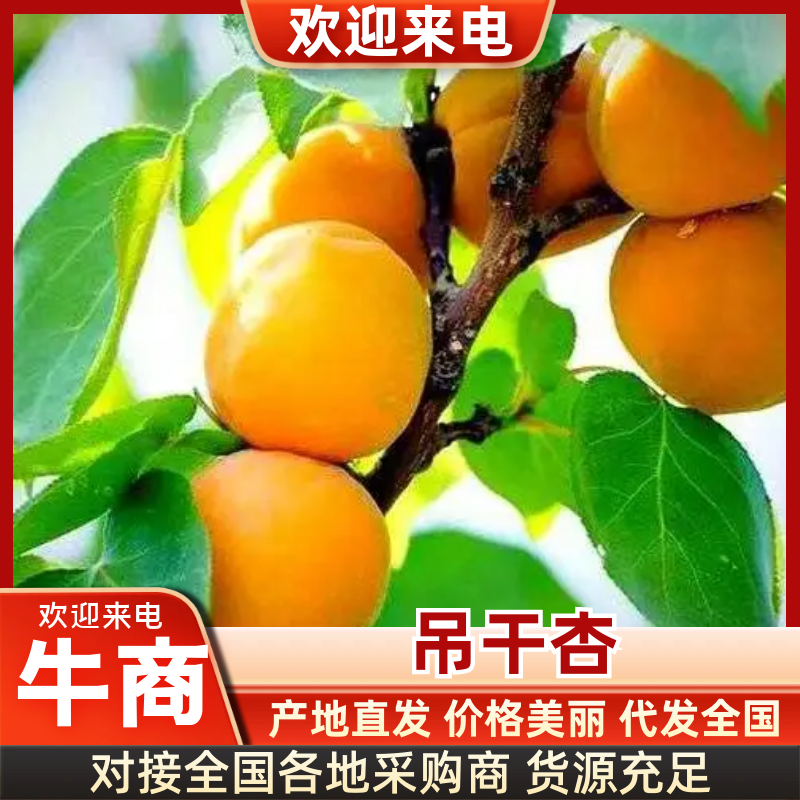 新疆精品吊干杏大光杏万亩果园现摘现发欢迎来电质询