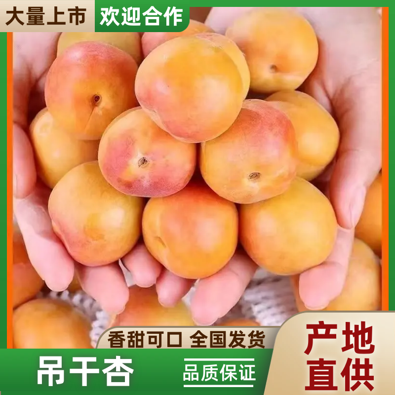 新疆精品吊干杏大光杏万亩果园现摘现发欢迎来电质询