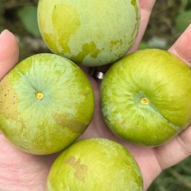 广东茂名蜂蜜李子大量供应中品质保障价格优惠欢迎咨询