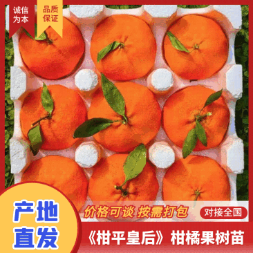 【实力商家】柑平皇后柑橘果树苗/甘平柑橘树苗/产地直发