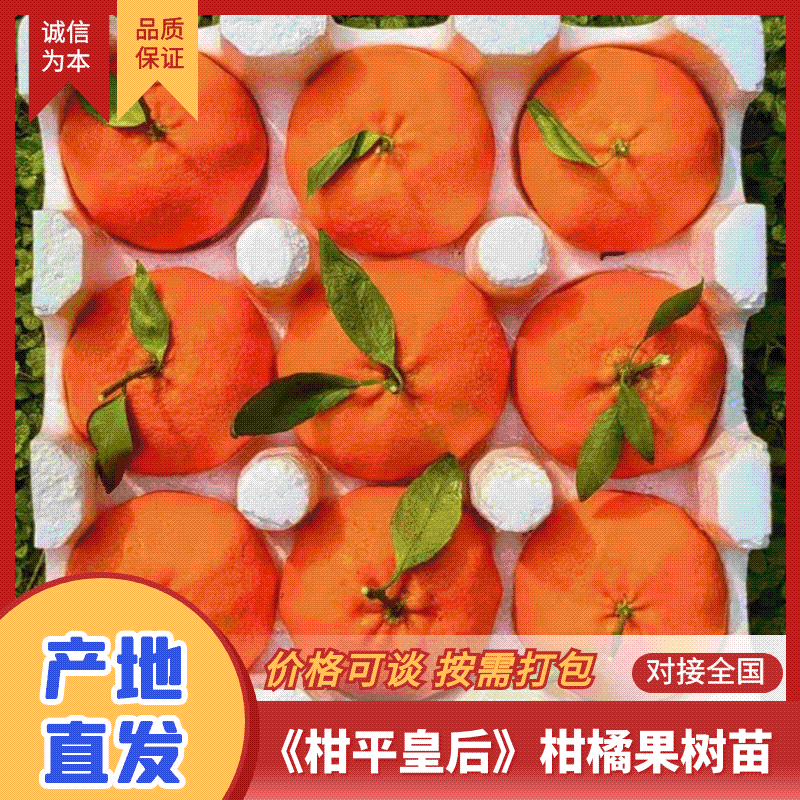 【实力商家】柑平皇后柑橘果树苗/甘平柑橘树苗/产地直发