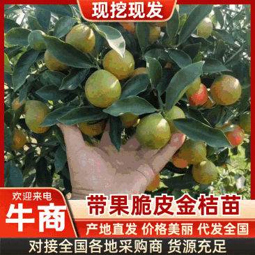 【实力】潼南脆皮金桔苗/带果子脆皮金桔苗/脆皮金桔树苗