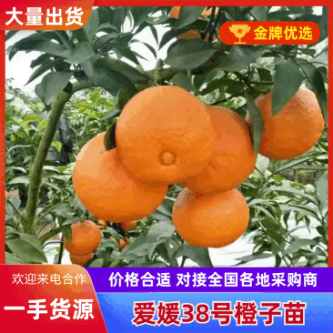 【精品上市】潼南爱媛38号苗/果冻橙树苗/橙子苗产地直发