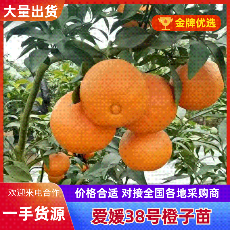 【精品上市】潼南爱媛38号苗/果冻橙树苗/橙子苗产地直发