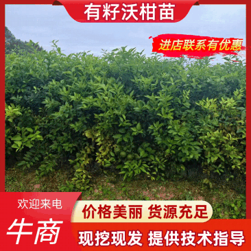 【实力商家】潼南有籽沃柑苗/优质有籽沃柑苗/产地大量供应