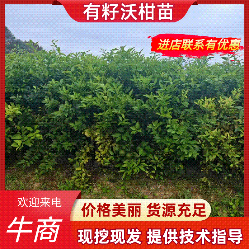 【实力商家】潼南有籽沃柑苗/优质有籽沃柑苗/产地大量供应