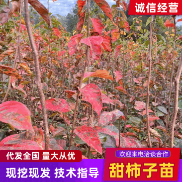 【推荐】精品潼南甜脆柿子苗/正宗无核甜脆柿子苗/成活率高