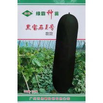 绿霸黑宝石1号冬瓜种子杂交高产黑皮冬瓜种籽肉厚瓜皮墨绿