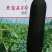 绿霸黑宝石1号冬瓜种子杂交高产黑皮冬瓜种籽肉厚瓜皮墨绿