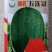 津抗重茬五连冠西瓜种子龙卷风西瓜种子大果红瓤抗病高产