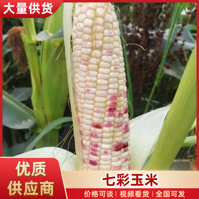 《花糯玉米》七彩玉米/糯玉米-对接全国电商市场产地直发