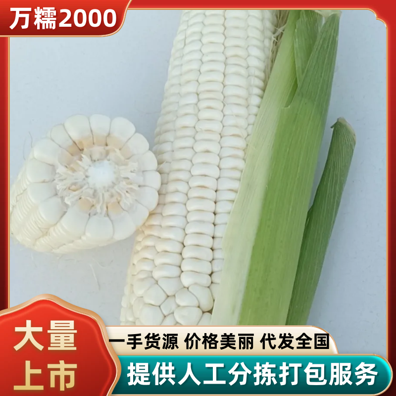 《万糯玉米》万糯2000/河北玉米/白玉米-发全国耐运输