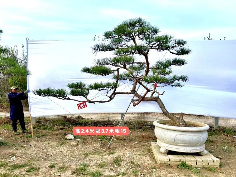 诚信经营造型松一手货源成活率高欢迎各地区老板联系