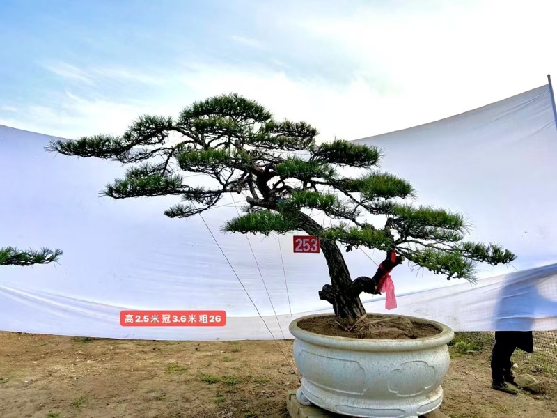 诚信经营造型松一手货源成活率高欢迎各地区老板联系