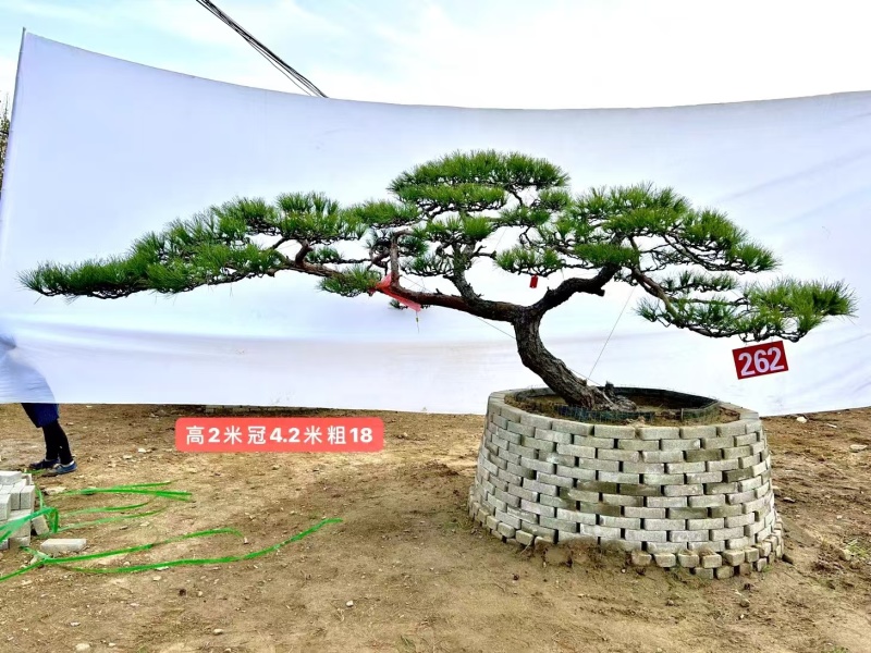 诚信经营造型松一手货源成活率高欢迎各地区老板联系