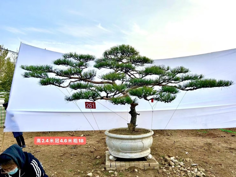 热卖中—山东造型松各种规格齐全成活率高欢迎老板联系