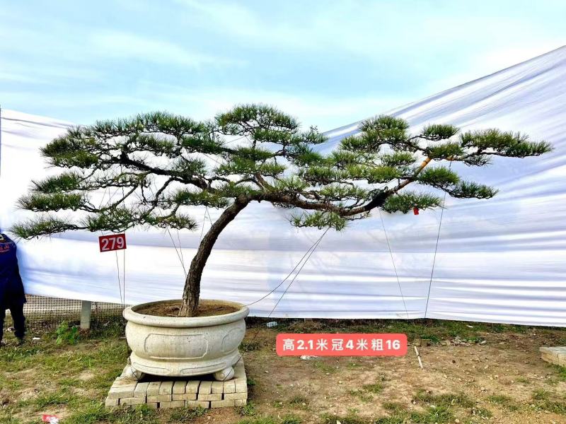 热卖中—山东造型松各种规格齐全成活率高欢迎老板联系