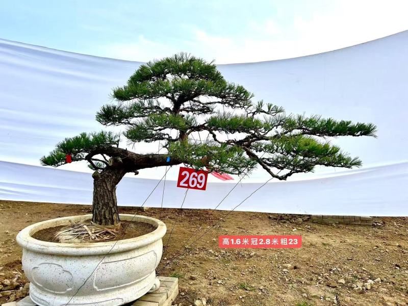 热卖中—山东造型松各种规格齐全成活率高欢迎老板联系