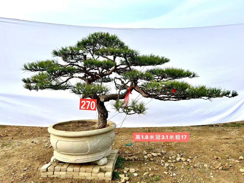 热卖中—山东造型松各种规格齐全成活率高欢迎老板联系