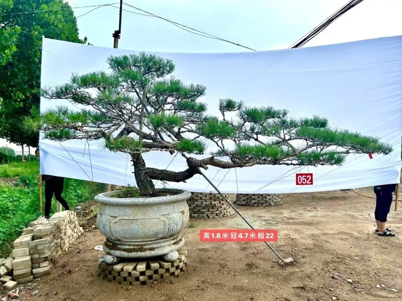 山东一手货源造型松成活率高各种规格齐全欢迎各地区老板联系