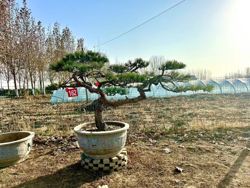 山东一手货源造型松成活率高各种规格齐全欢迎各地区老板联系