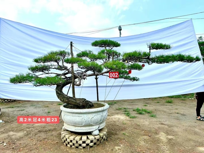 山东一手货源造型松成活率高各种规格齐全欢迎各地区老板联系