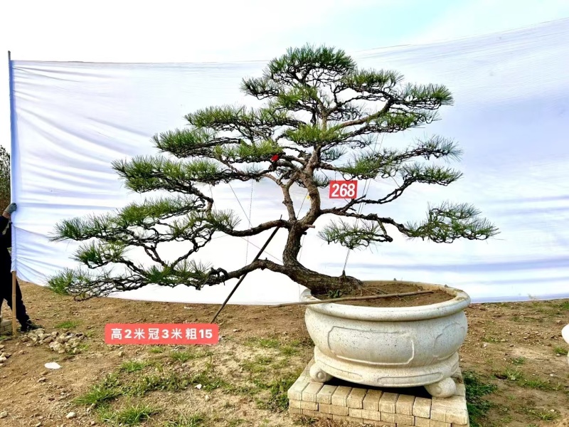 山东一手货源造型松成活率高各种规格齐全欢迎各地区老板联系