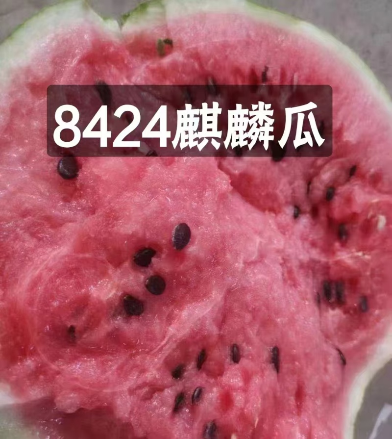 头茬麒麟西瓜大量上市产地装车量大从优诚信经营致电