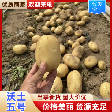 沃土五号土豆产地现挖现发对接市场档口商超社区