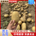 沃土五号土豆产地现挖现发对接市场档口商超社区
