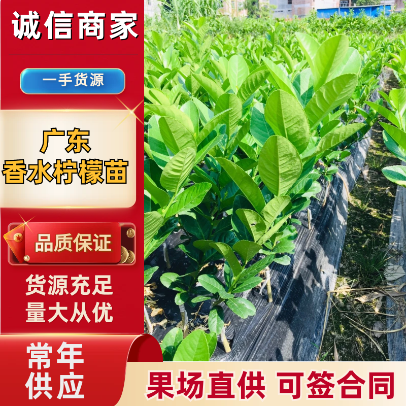 广东香水柠檬苗可以签合同果场直供欢迎各位参观
