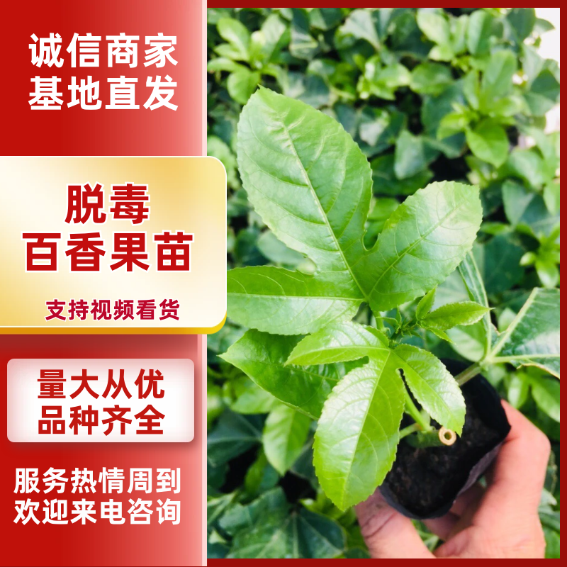 台农紫香脱毒百香果苗，脱毒大棚培养，可以签合同