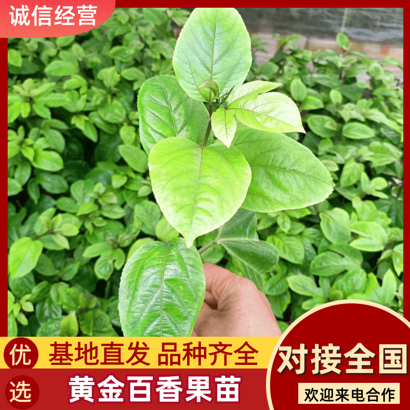 【今日推荐】黄金百香果苗脱毒种苗可签合同可视频看货
