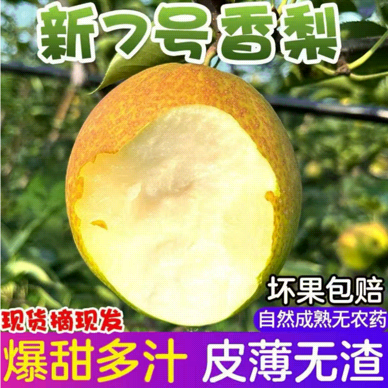 河北翠冠梨，精品翠冠梨，保质保量，坏果包赔欢迎质询