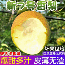 河北雪花梨，精品雪花梨，万亩果园坏果包赔欢迎来电质询