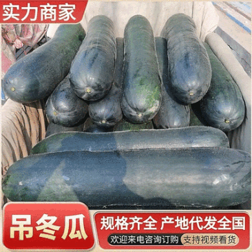 黑皮吊冬瓜/黑皮冬瓜/湖北冬瓜/产地代发全国/欢迎来电