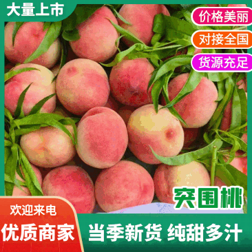 【牛】河北突围桃/精品毛桃14号/万亩毛桃基地全国代发