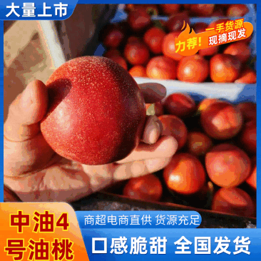 【实力】河北衡水油桃/中油4号油桃/精品桃/产地直发