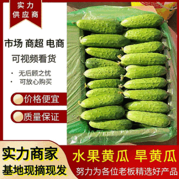 水果黄瓜&旱黄瓜湖北黄瓜/价格随行就市/可全国发货