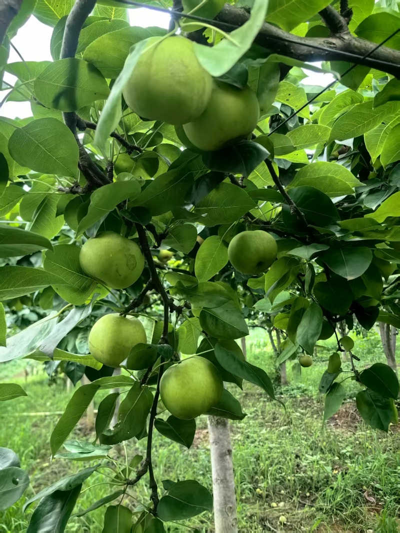 翠冠梨【湖南梨】支持视频看货，可发往全国市场！诚信经营