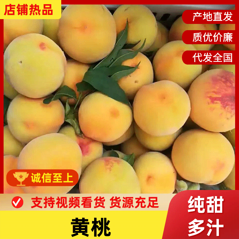 《黄桃》大荔县黄桃/毛桃/桃子/全国发货对接商超质量好