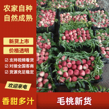 《毛桃》大荔县桃子/红桃/全国对接商超/质量好产地直发