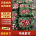 《毛桃》大荔县桃子/红桃/全国对接商超/质量好产地直发