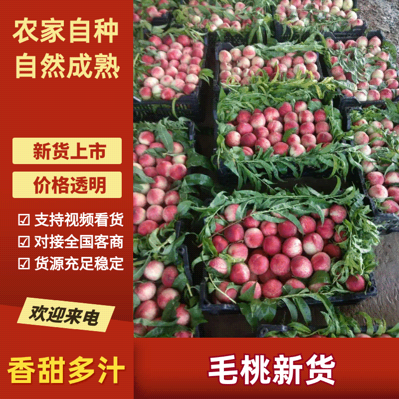 《毛桃》大荔县桃子/红桃/全国对接商超/质量好产地直发