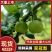 翠冠梨【湖南梨】支持视频看货，可发往全国市场！诚信经营