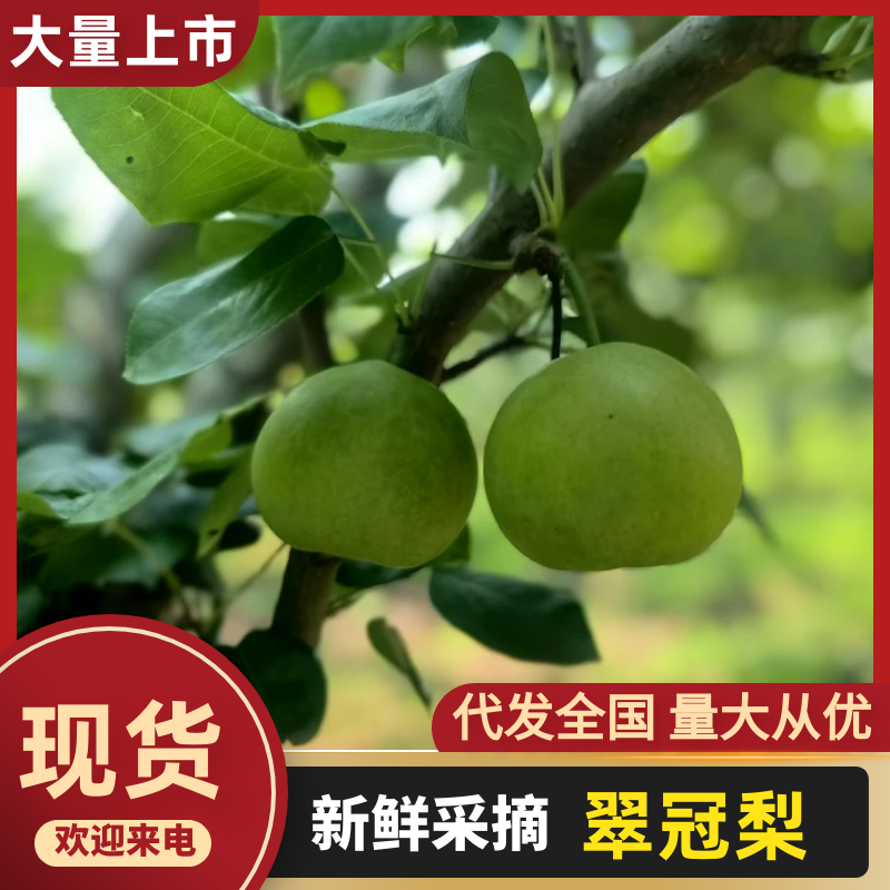 翠冠梨【湖南梨】支持视频看货，可发往全国市场！诚信经营
