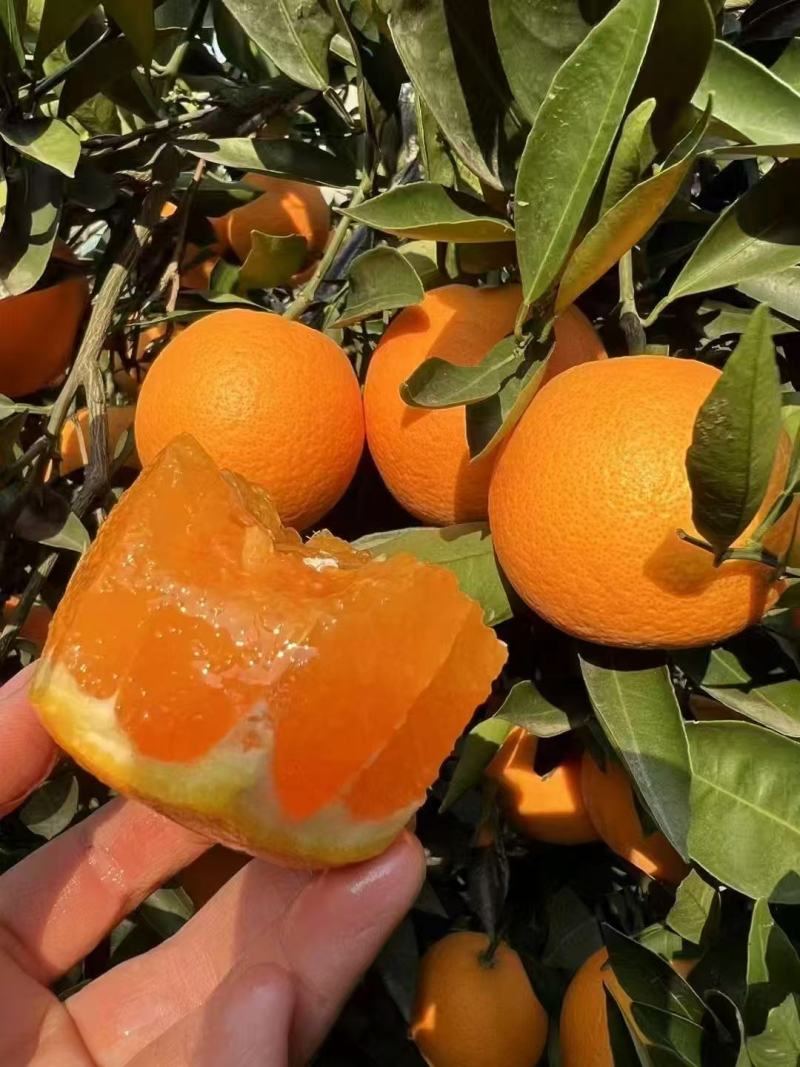 湖北宜昌精品夏橙货源充足品质好价格优惠皮薄多汁发市场