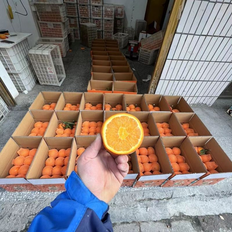 湖北宜昌精品夏橙货源充足品质好价格优惠皮薄多汁发市场