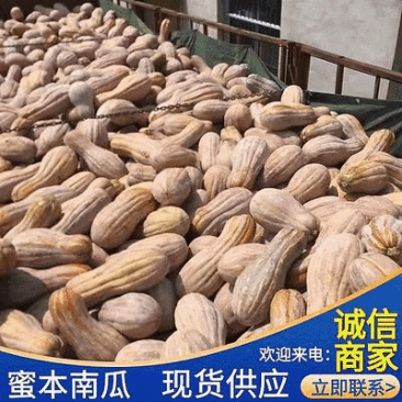湖北蜜本南瓜大量上市供应量大从优全国代发一条龙服务